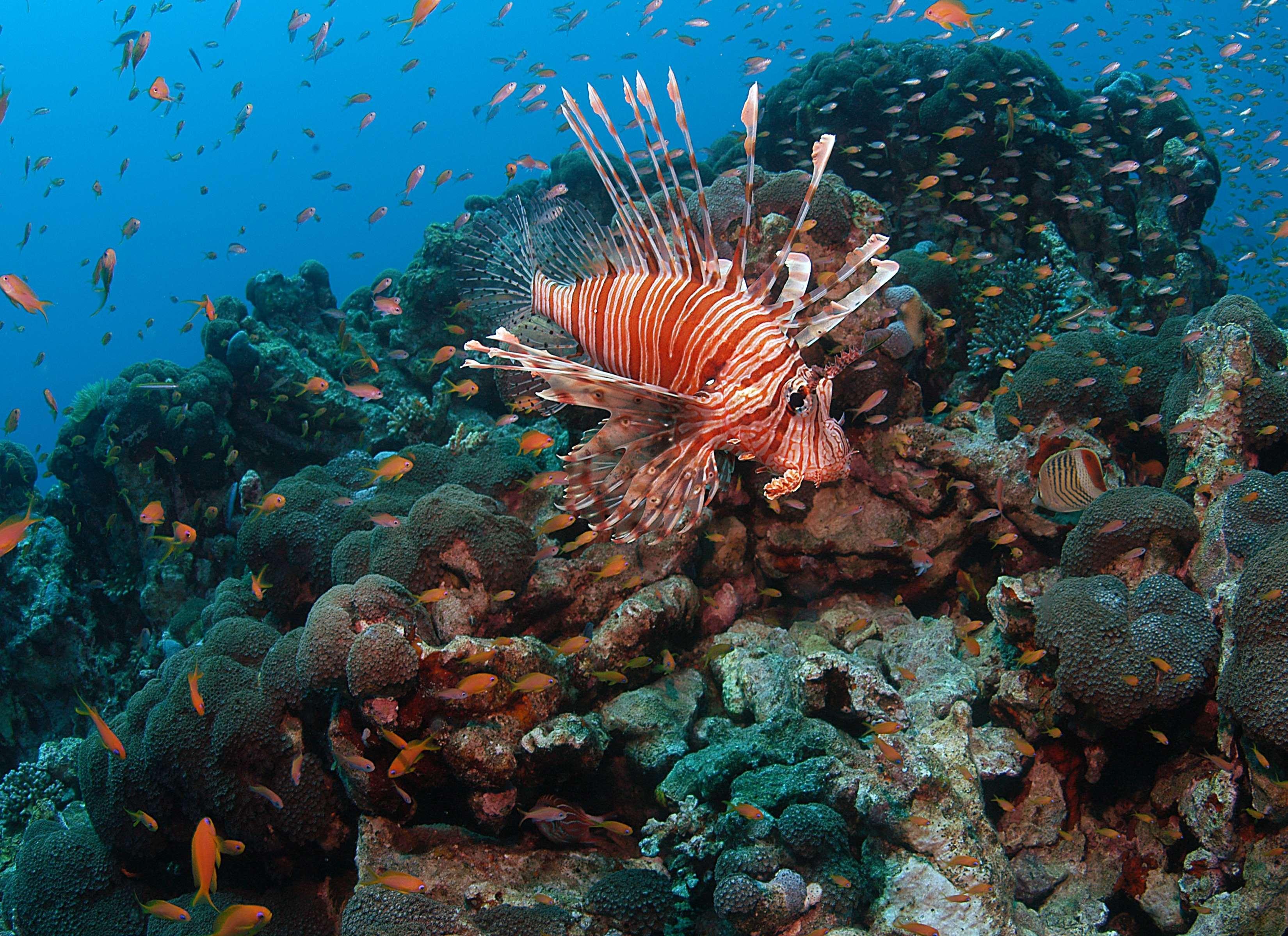 Park Regency Sharm El Sheikh Resort Exterior foto Lionfish